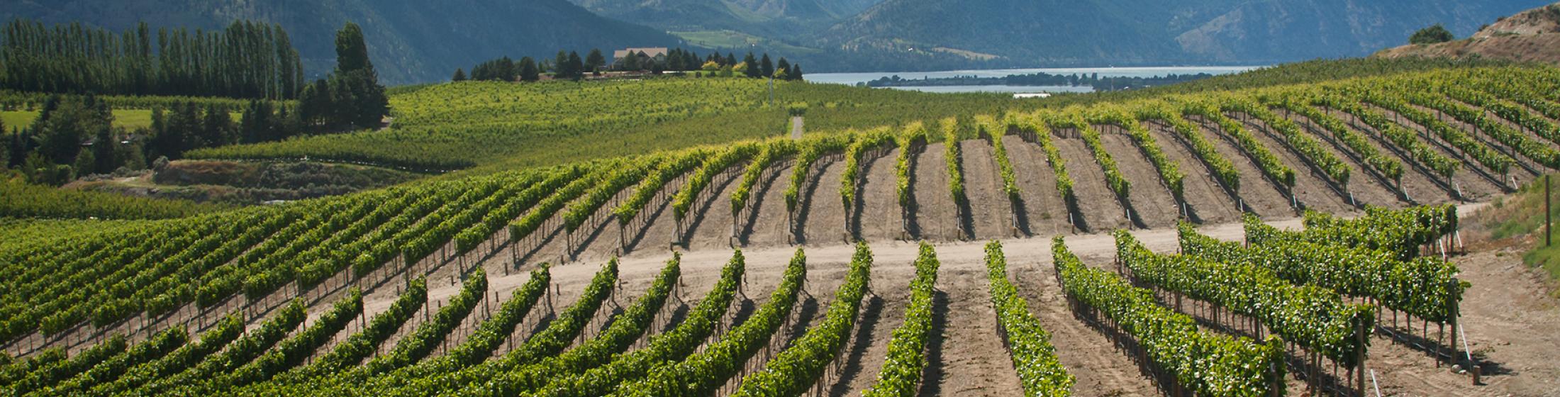 Chelan Vineyards